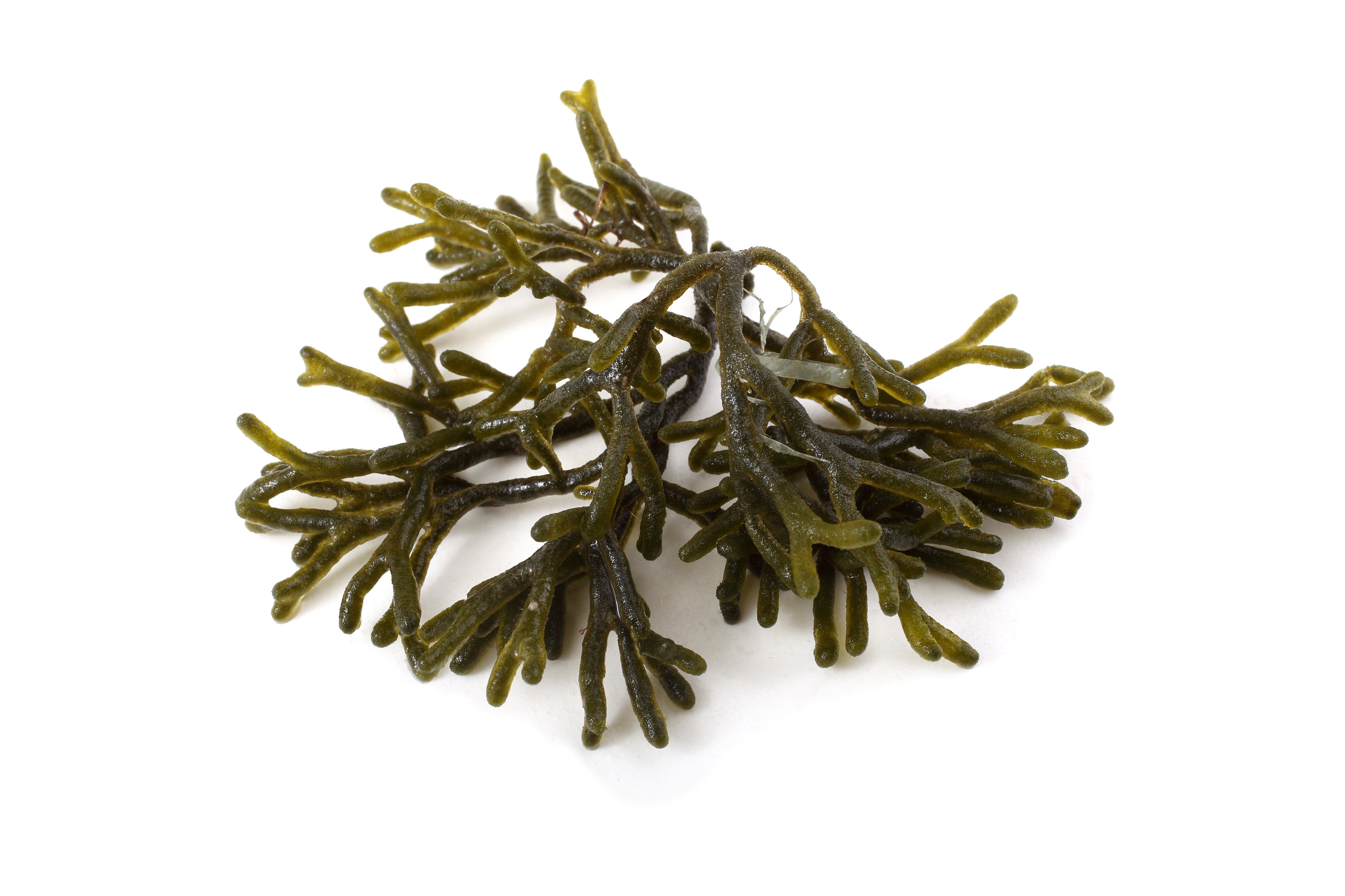 ALGA PERCEBE 200G